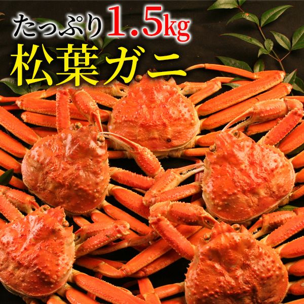 松葉ガニ約1.5kg詰（3～5枚入） 訳あり 日本海産 未冷凍 送料無料 | 風味絶佳.山陰