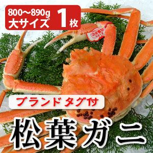 松葉ガニ800～890g（大サイズ）×1枚 日本海産 未冷凍 送料無料 | 風味