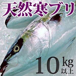 天然ブリ（寒鰤/寒ブリ）10kg以上（出荷時「三枚おろし」限定） 送料