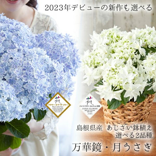 ギフト 島根県産 あじさい鉢植え 選べる3品種 万華鏡 銀河 茜雲 送料無料 北海道 沖縄を除く 風味絶佳 山陰