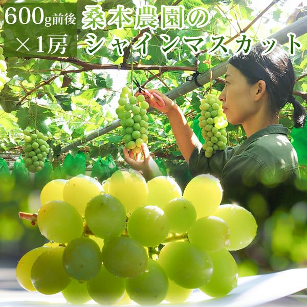 ⑥【島根県産】シャインマスカット約5キロ 桑本農園のシャインマスカット600g前後×1房 ご贈答用 島根県産 送料